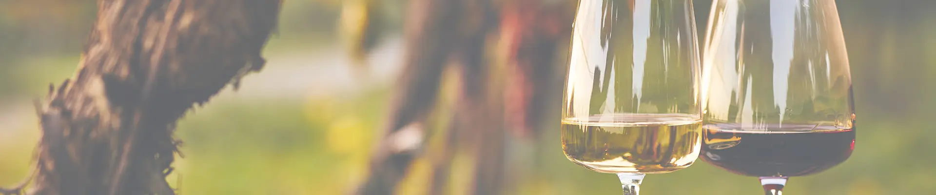 Zwei Weingläser in Nahaufnahme vor einem Baum, eines mit Rotwein, eines mit Weisswein.