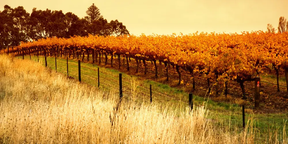Landschaftsbild von einem italienischen Feld mit orangen Reben und Bäumen im Hintergrund.